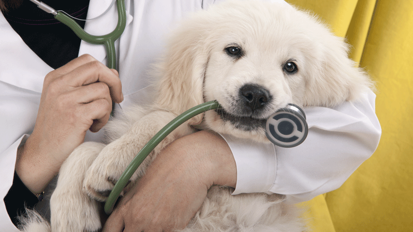 C:\Users\Administrator\Downloads\DogAndStethoscope.png