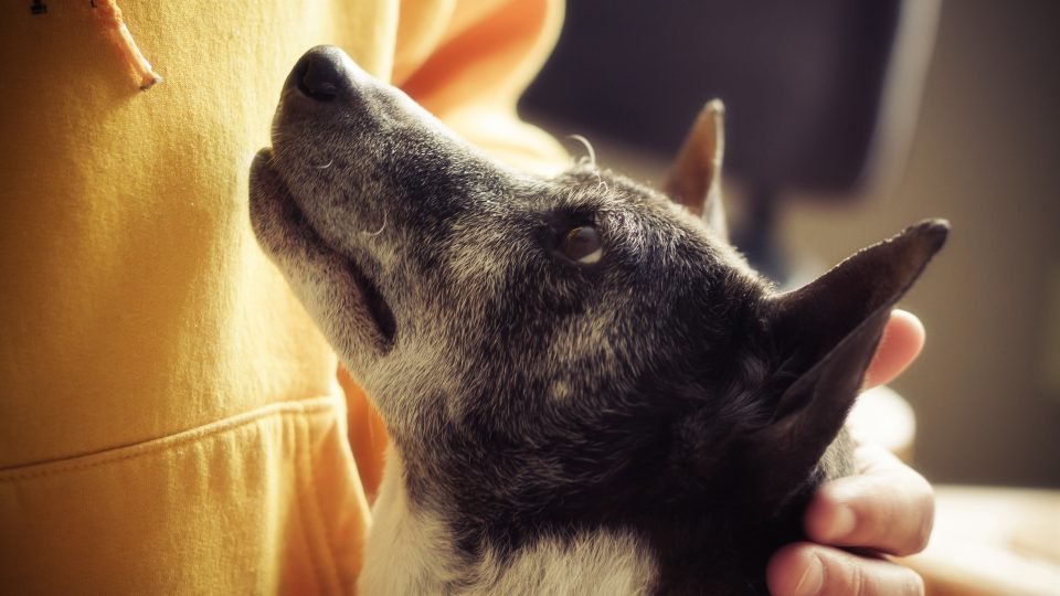 Doggy Healthcare: How Can You Ensure a Long and Healthy Life for Your Pooch