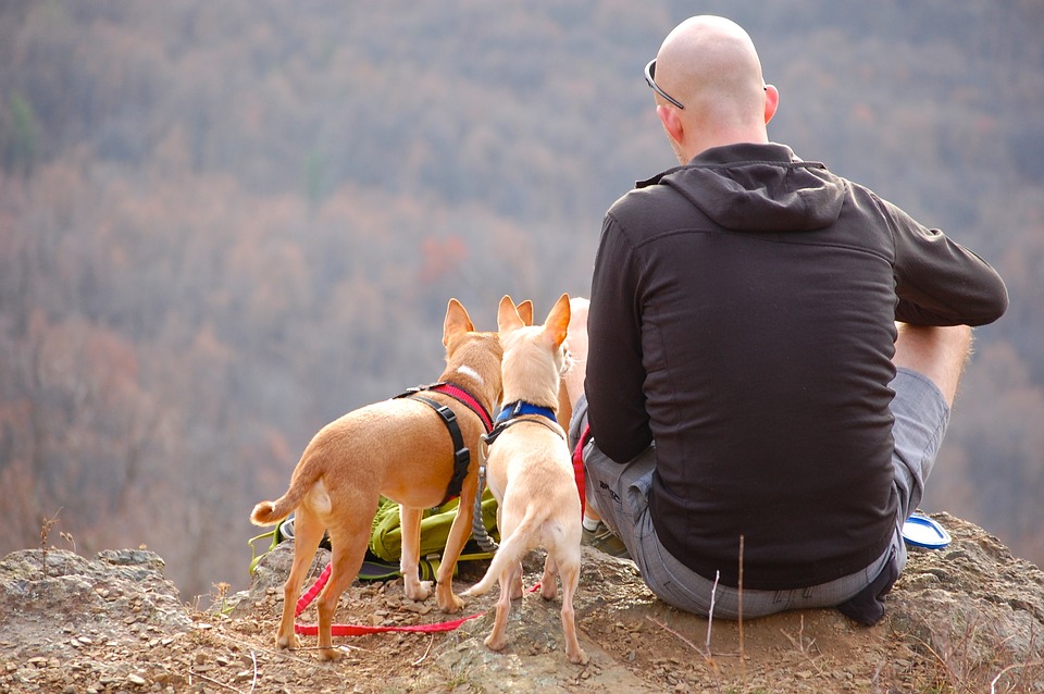 Man, Dogs, Hiking, Edge, Cliff, Camping, Pet, Travel
