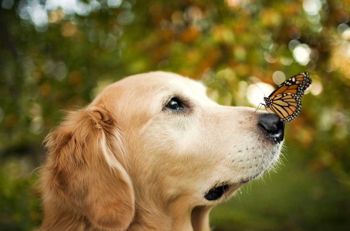 dog-butterfly-cbd-oil.jpg
