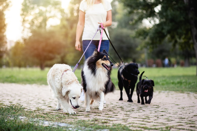 Pet sitter interview questions: 7 things to ask every candidate ...