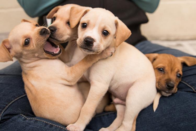Litter of blond puppies on someone's lap with one puppy with his mouth open