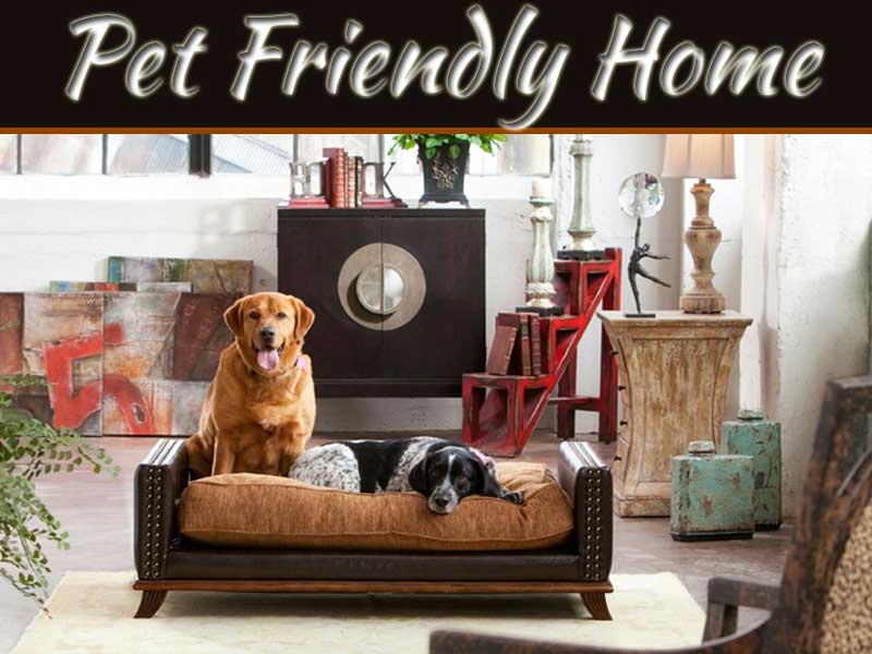 Tips For Pet Friendly Homes | My Decorative