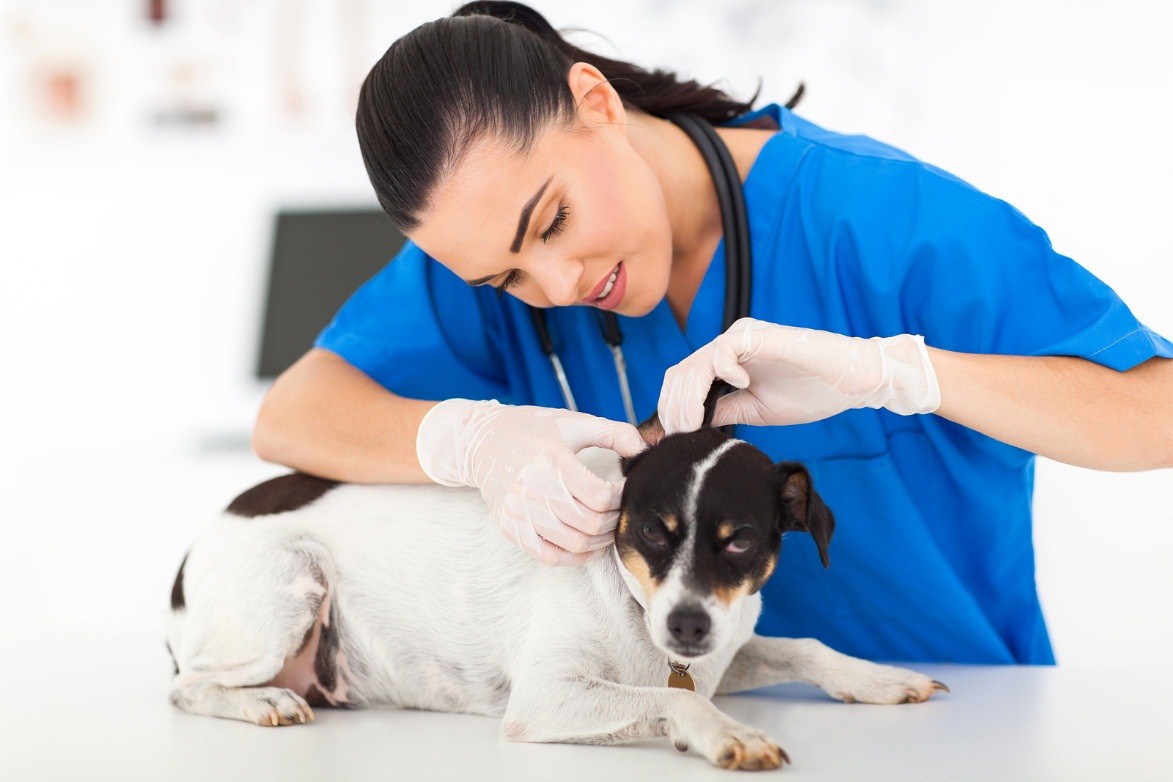 Vets in Surrey: On Finding the Right Veterinarian to Care for Your Pet