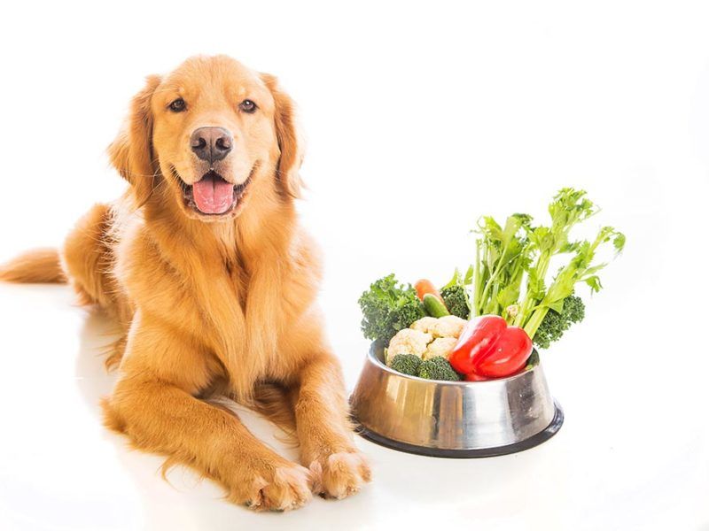 Fruits & Vegetables Dogs Can and Can't Eat | Dog food recipes, Organic dog  food, Dog food brands