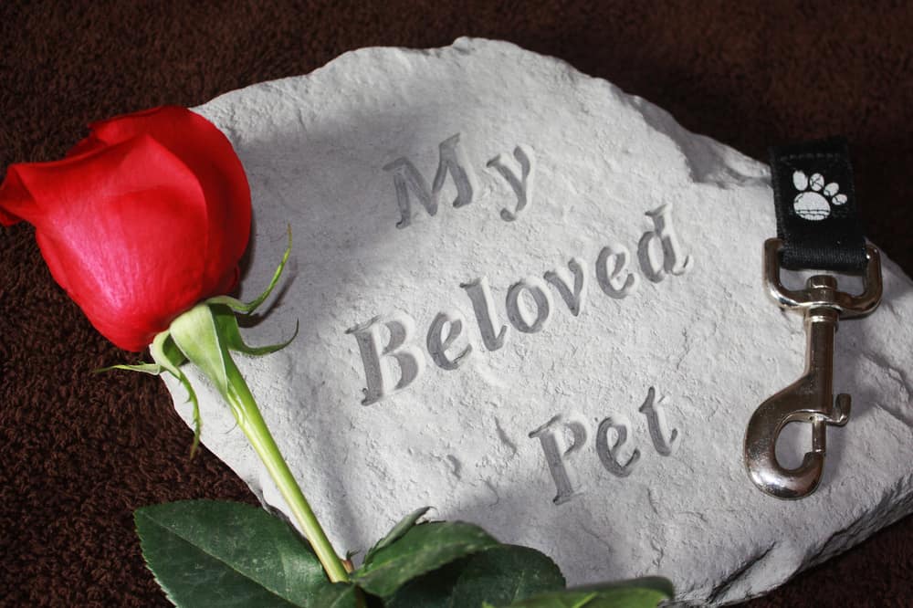 6 Special Ways to Honor a Dog You've Loved & Lost - The Dogington Post