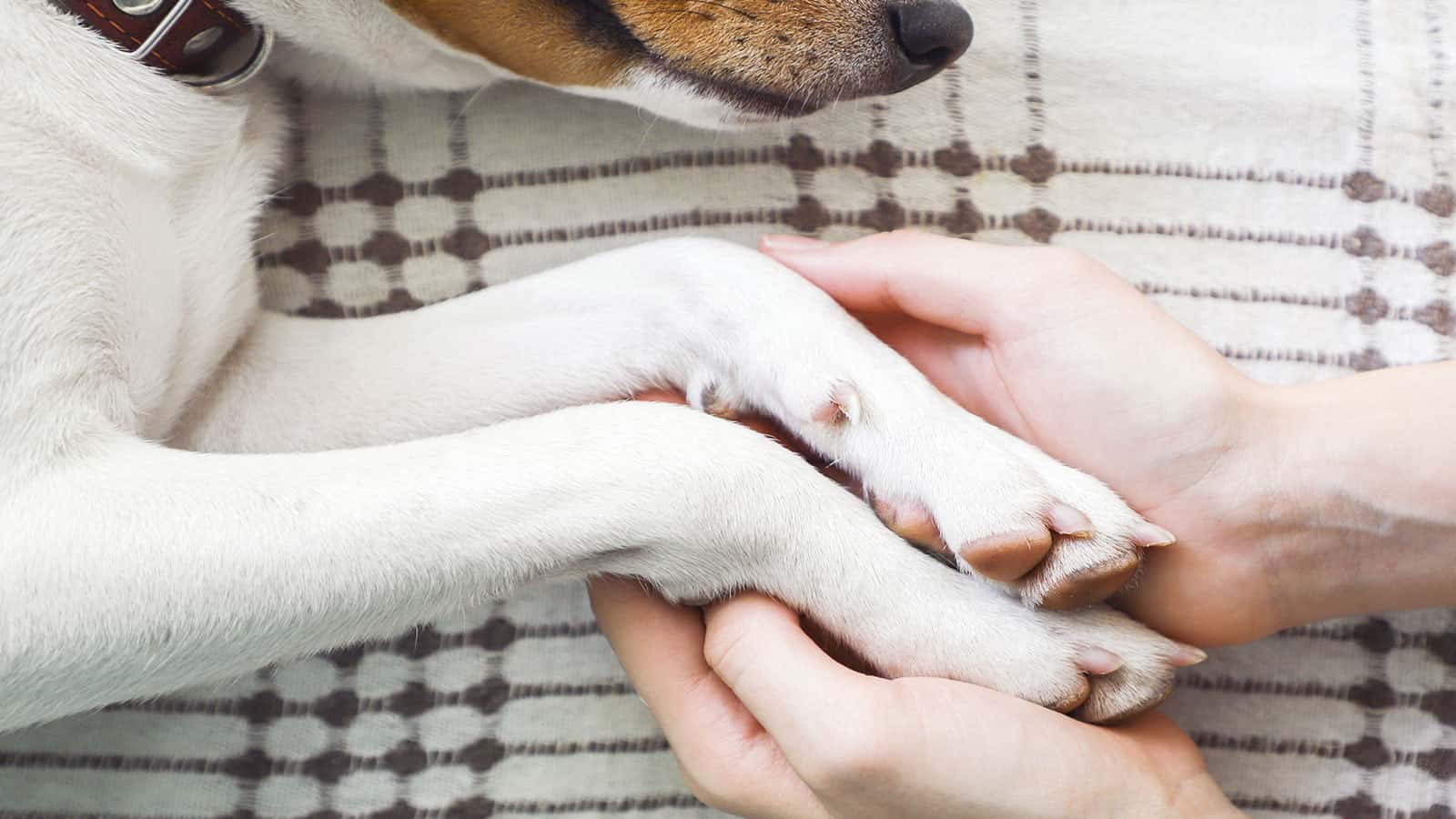 Psychology Explains How to Deal With the Grief of Losing a Pet