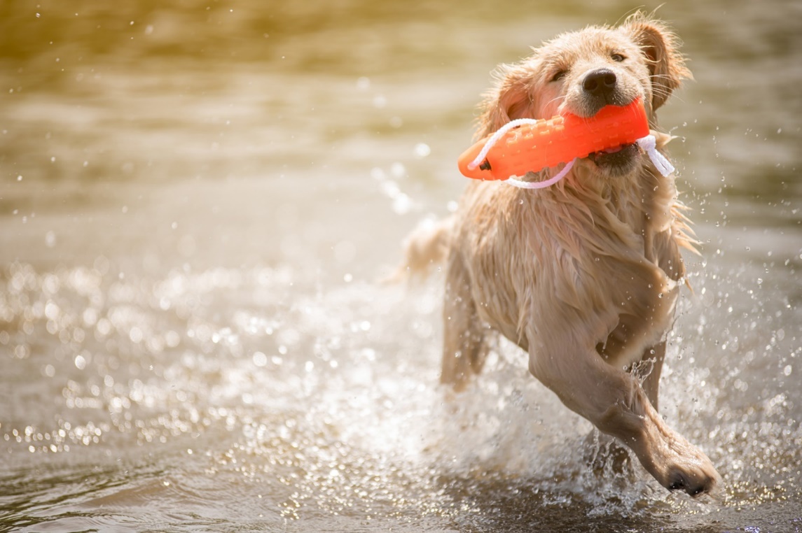 C:\Users\PC\Downloads\247986-1600x1066-dog-with-toy-in-water.jpg