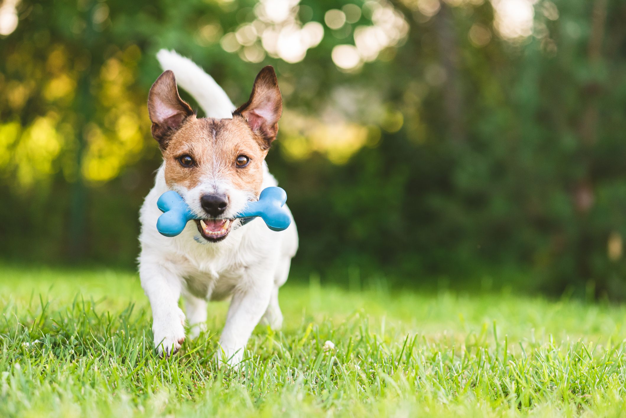 C:\Users\PC\Downloads\happy-and-cheerful-dog-playing-fetch-with-toy-bone-royalty-free-image-1590068781.jpg