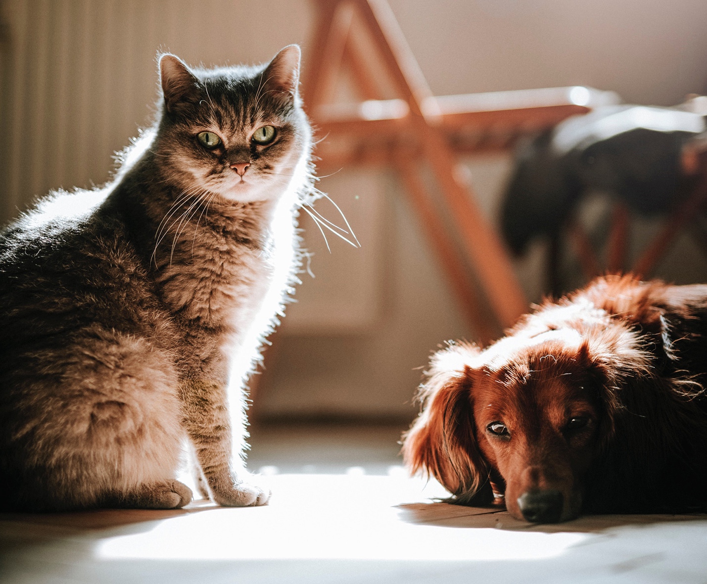 A cat and a dog

Description automatically generated with medium confidence