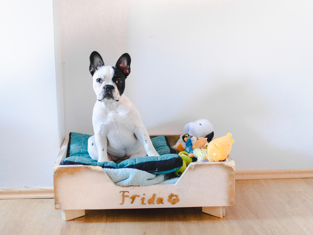 A dog sitting in a box with toys in it

Description automatically generated with low confidence