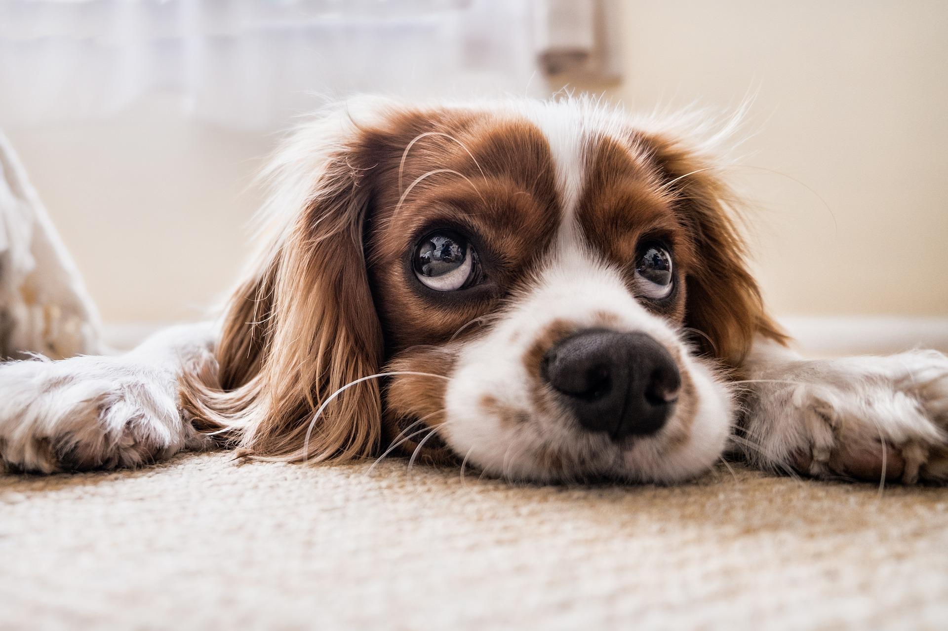 Do not upset your dog by breaking the law Thumbnail.jpg