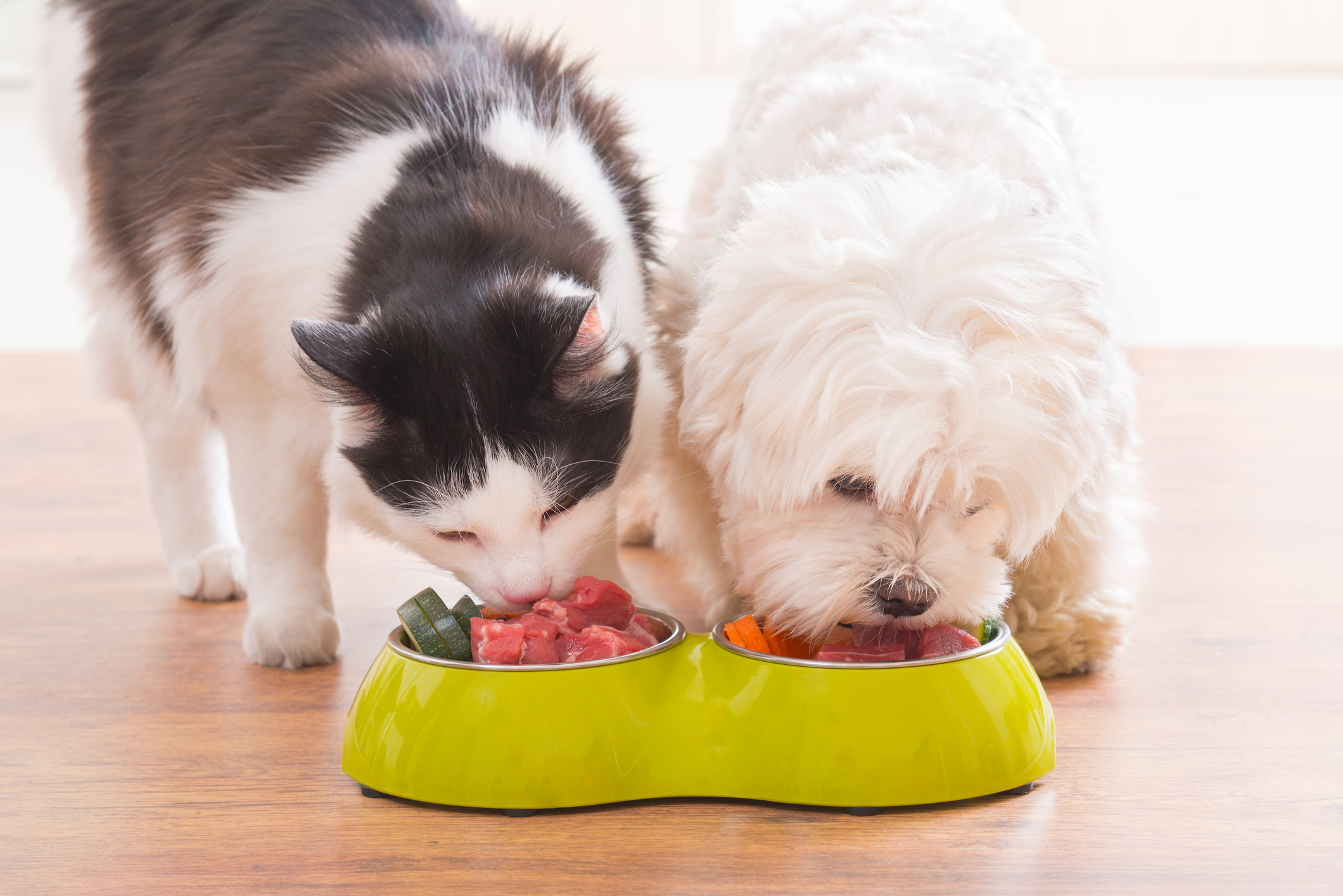A cat and dog eating from a bowl

Description automatically generated