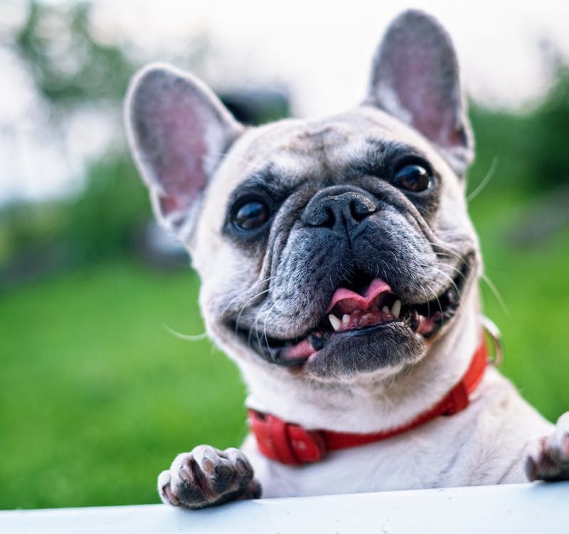 White Short Coated Dog