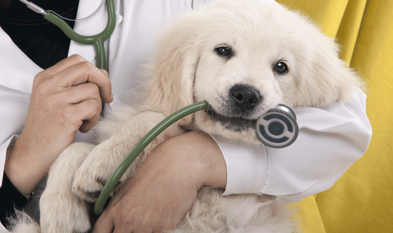 C:\Users\Administrator\Downloads\DogAndStethoscope.png