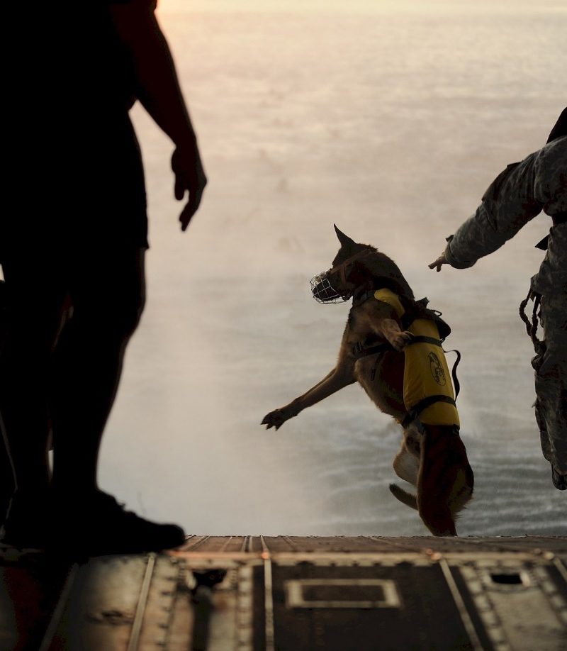 A person and a dog are walking in the snow Description automatically generated