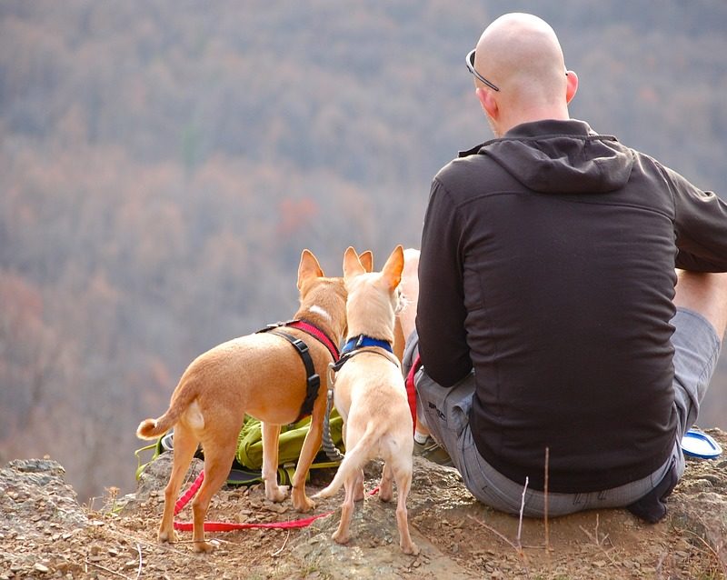 Man, Dogs, Hiking, Edge, Cliff, Camping, Pet, Travel
