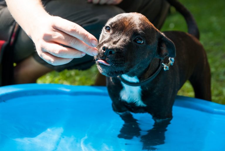 A dog sitting on a blue plate Description automatically generated
