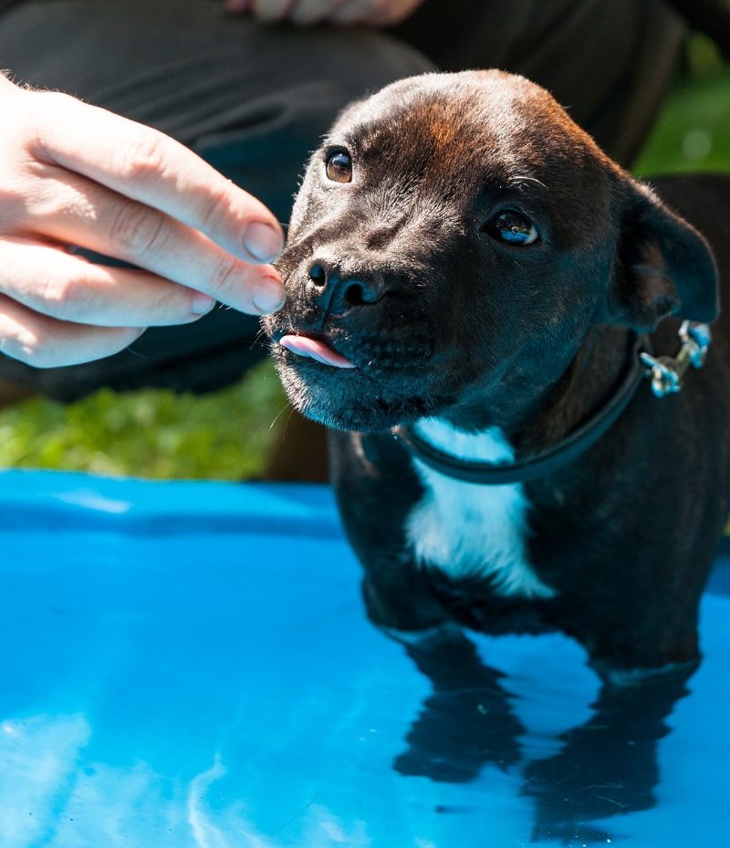 A dog sitting on a blue plate Description automatically generated