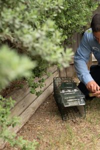 C:\Users\KELECHI NWOKE\Downloads\expert-tips-for-comprehensive-safe-wildlife-removal.jpg