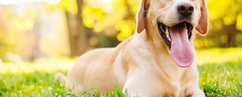 6 Incredible Benefits of Giving your Dog Supplements