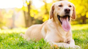 6 Incredible Benefits of Giving your Dog Supplements