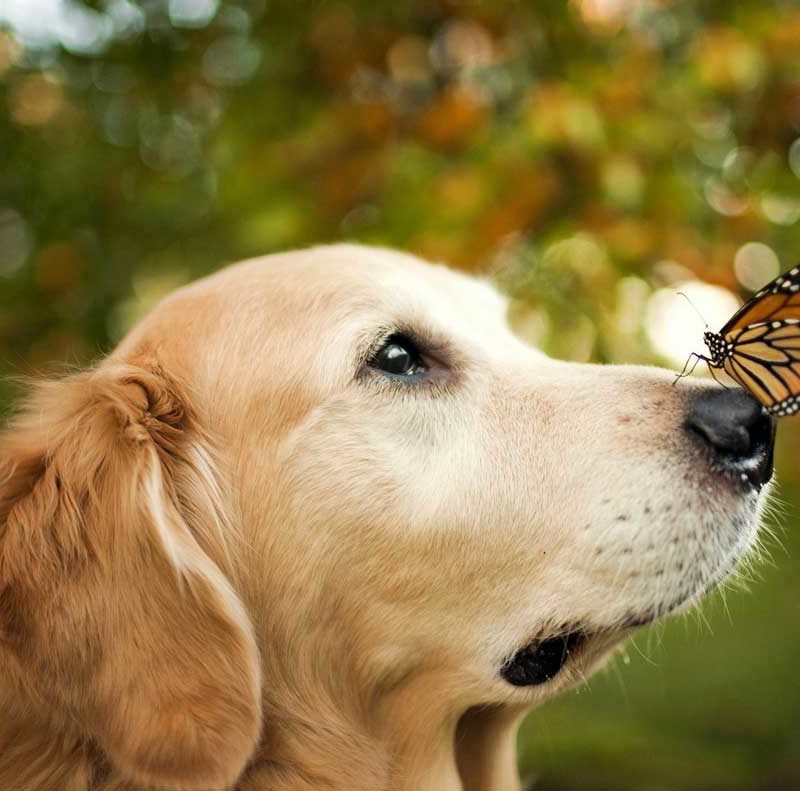 dog-butterfly-cbd-oil.jpg