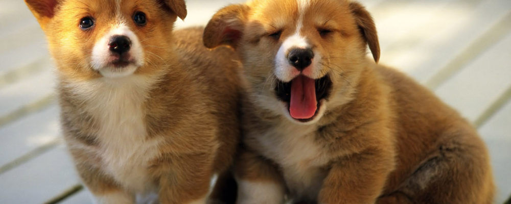 Tips Before Deciding to Get a Dog: Long Island Puppies For Sale