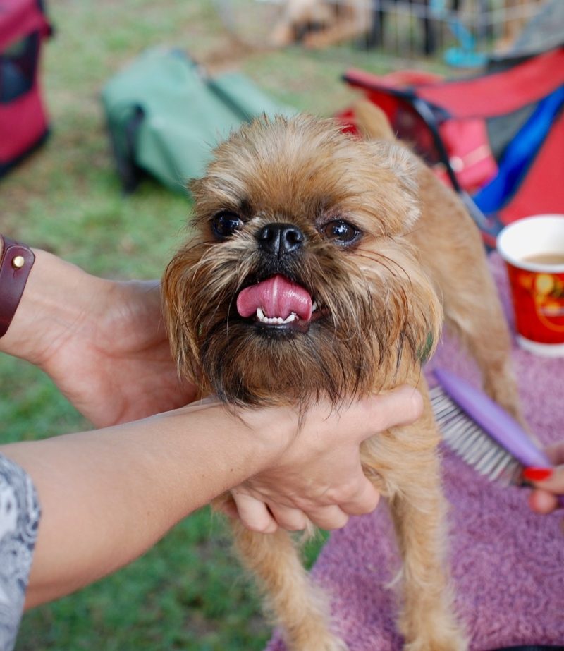 A person holding a dog Description automatically generated