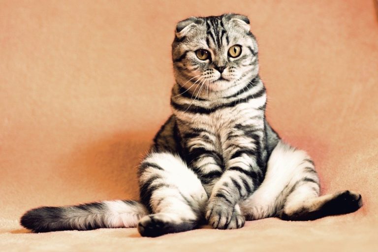 Ten things you must know if you have a pet cat