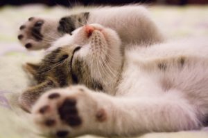 CBD Oil And Other Techniques To Aid Cats With Anxiety