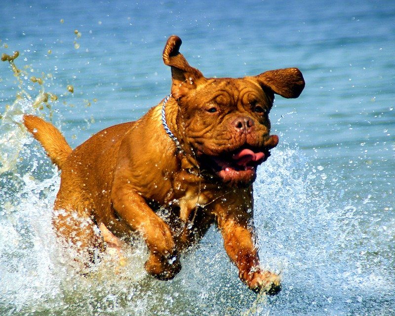 Bordeaux, Dog, De, Dogue, Water, Muddy, Lake, Bathing