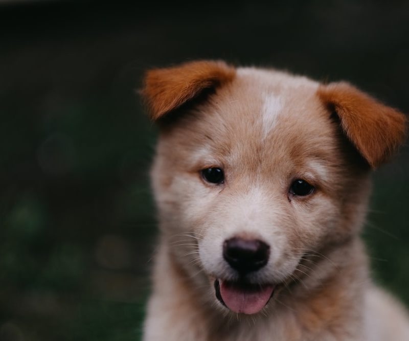 short-coated brown puppy