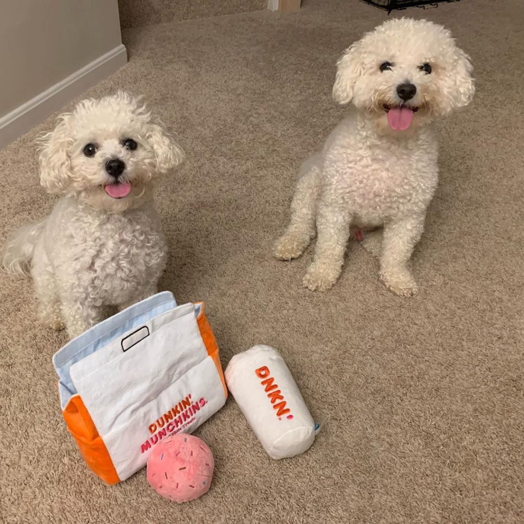 How to Take Care of Your New Labradoodle