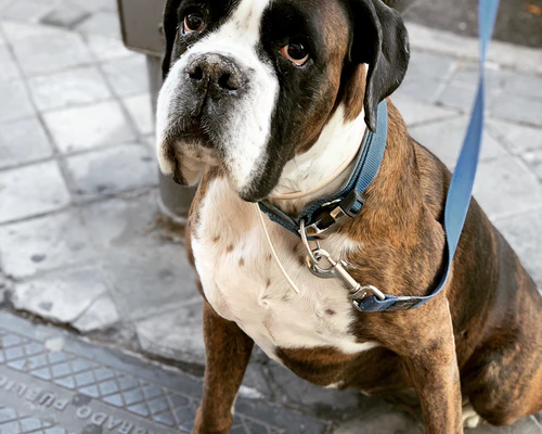 5 Ways To Keep Your Pet’s Memory Lasting