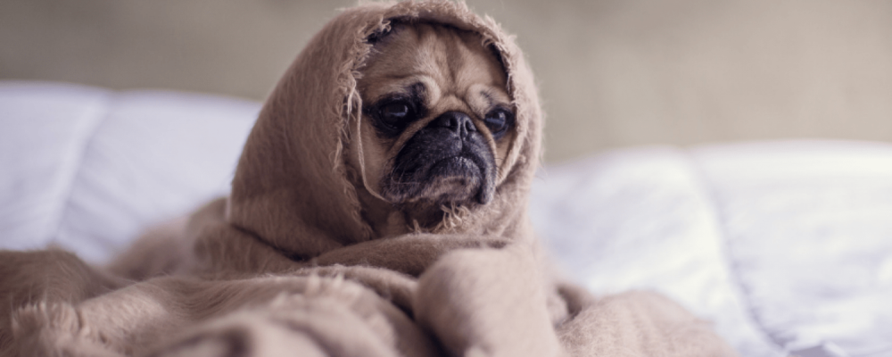 Moving is Making My Dog Anxious: Tips to Manage Pet Anxiety