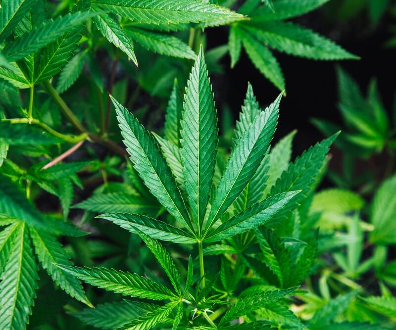 green cannabis plant close-up photography