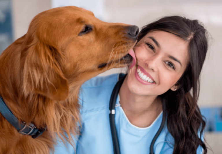 Why Pets Go to Hospitals When Sick