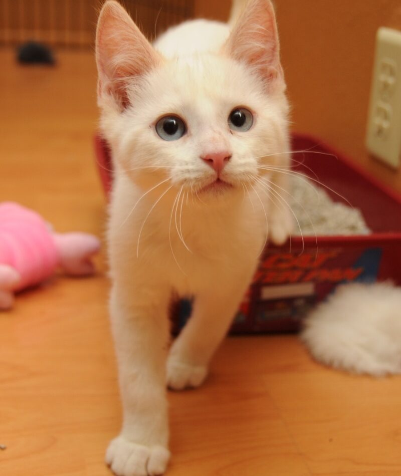 Dwelling for Your Cat.jpg