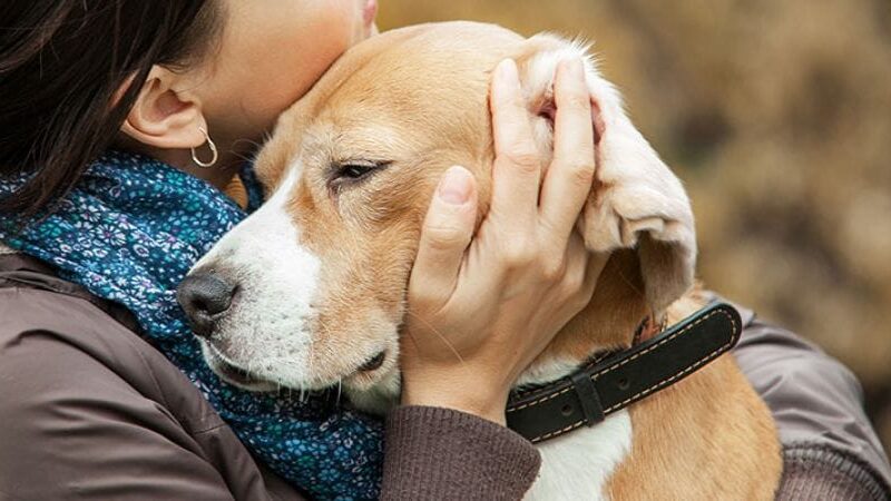 Why Grieving for a Dog is So Hard | Cesar's Way