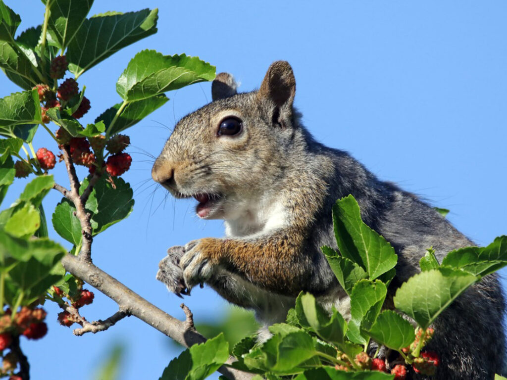 Плодоносить картинка для детей. Язык жирафа. Eat from trees. Жирафовая акация. Сбор яблок в саду.