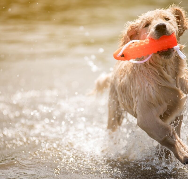 C:\Users\PC\Downloads\247986-1600x1066-dog-with-toy-in-water.jpg