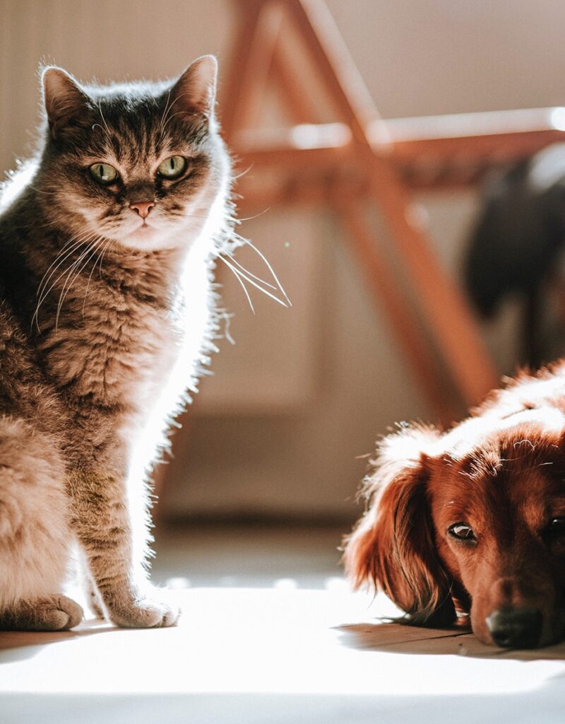 A cat and a dog Description automatically generated with medium confidence