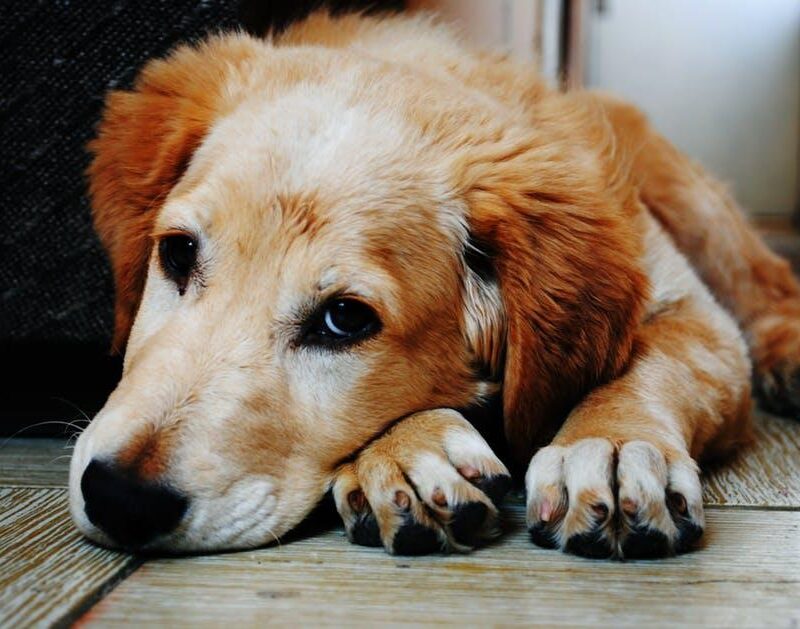 C:\Users\Lazar Yousaf\Downloads\load-image (35).jpg