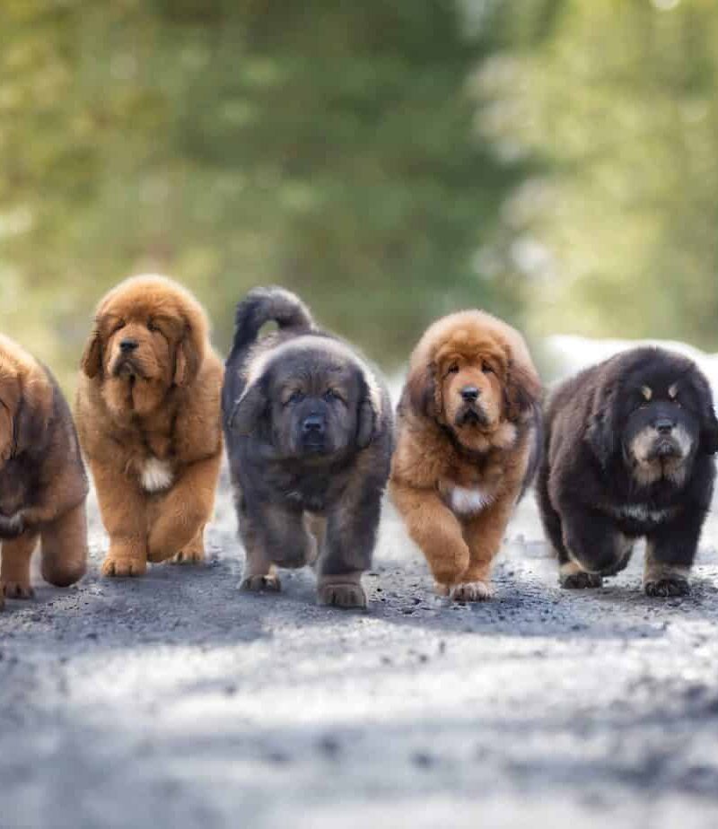 C:\Users\PC\Downloads\Tibetan-mastiff-puppies-scaled.jpeg