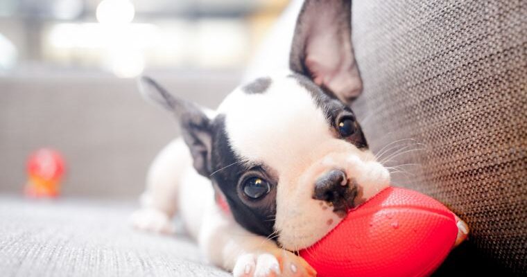 6 Things Every New Dog Parent Should Know
