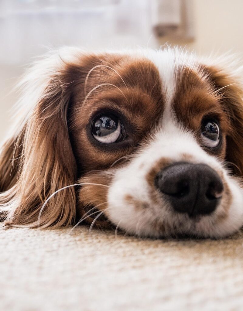 Do not upset your dog by breaking the law Thumbnail.jpg