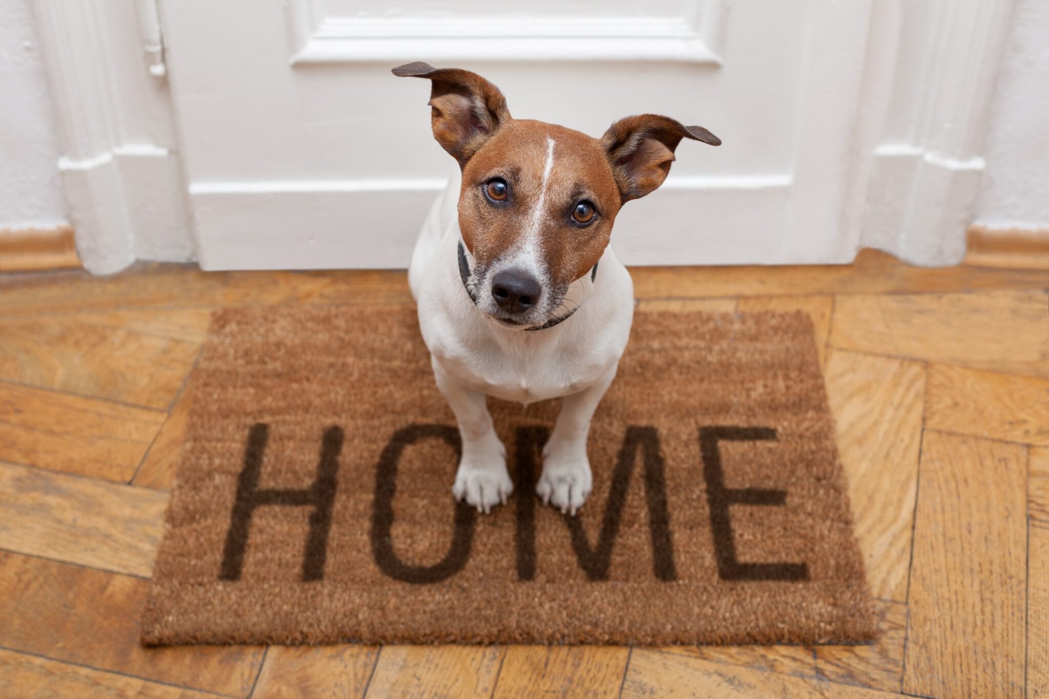 Top Tips for Bringing a Dog into Your Home