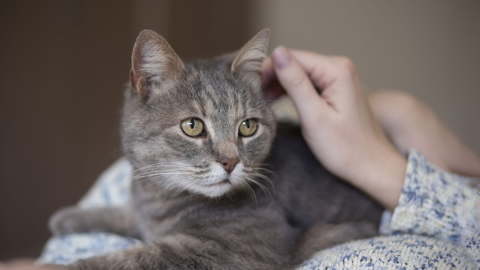 How to Get a Cat to Like You