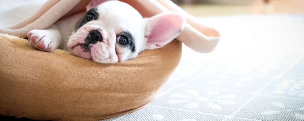 That’s how you can find the best bed for your pet dog